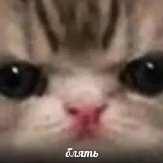 😄 emoji Я трахну тебя в твою.. Telegram sticker 19 of 33