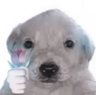 🦋 emoji haerin Ꮺ fr. @fmnhelp Telegram sticker 6 of 36