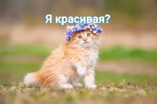 😘 emoji Котики Telegram sticker 16 of 25