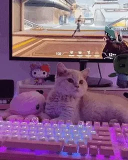 🤍 emoji котики Telegram sticker 8 of 17
