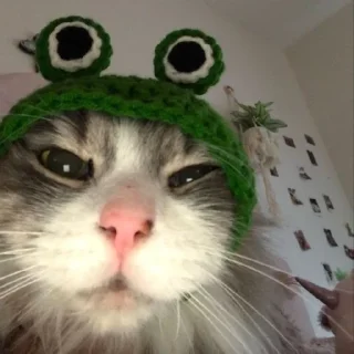 😐 emoji funny cats Telegram sticker 24 of 40