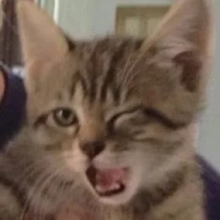 😉 emoji funny cats Telegram sticker 13 of 40