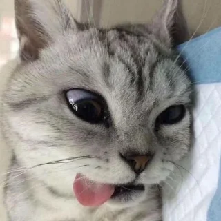 Sticker from funny cats