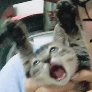 😫 emoji funny cats Telegram sticker 16 of 40