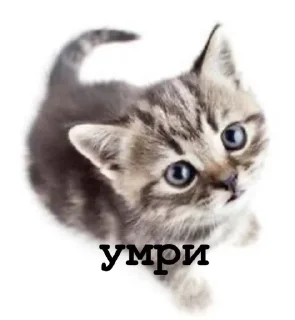 ☺️ emoji мяу Telegram sticker 24 of 25