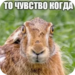 Sticker from Случайно сгенерированное имя
