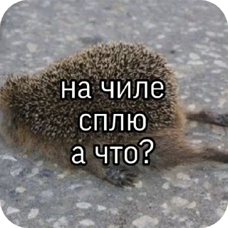 🐞 emoji 🦔ёжжжжжик🦔 Telegram sticker 6 of 8