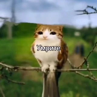 🌟 emoji Умри Telegram sticker 15 of 96