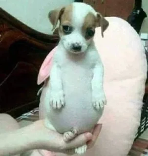 😏 emoji Котики под героином Telegram sticker 17 of 37