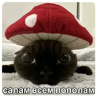 🐱 emoji Сеня z гойда Telegram sticker 6 of 120