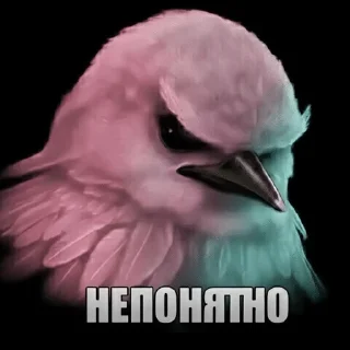 🌟 emoji Птицы Вряд-ли @Belguga332 Telegram sticker 17 of 51