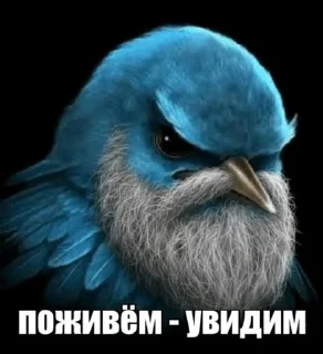 🌟 emoji Птицы Вряд-ли @Belguga332 Telegram sticker 12 of 51