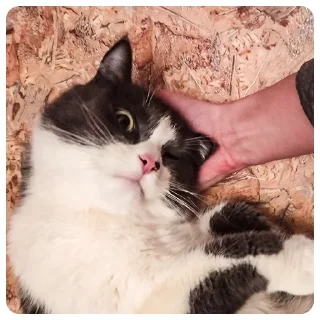 🤗 emoji Emotional support по котячому Telegram sticker 12 of 22