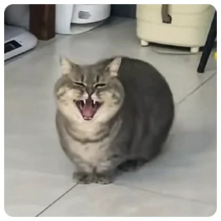 😆 emoji Emotional support по котячому Telegram sticker 11 of 22