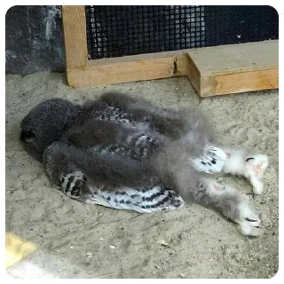 😩 emoji Emotional support по котячому Telegram sticker 18 of 22