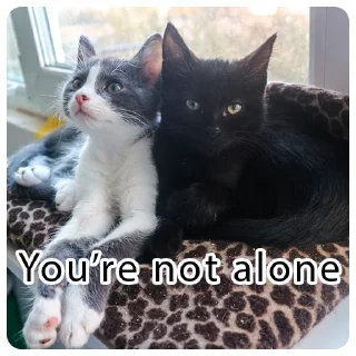 🤗 emoji Emotional support по котячому Telegram sticker 20 of 22