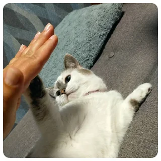 🖐 emoji Emotional support по котячому Telegram sticker 9 of 22