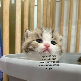🌟 emoji Да яя Telegram sticker 17 of 50