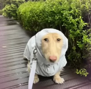 🌟 emoji Крем в дождевике Telegram sticker 10 of 25