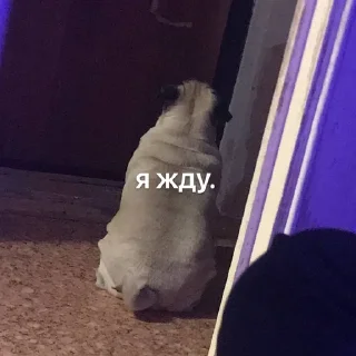 Sticker from моя псина