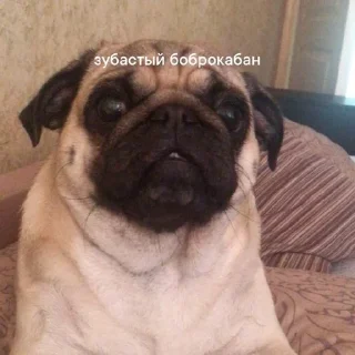 🐶 emoji моя псина Telegram sticker 6 of 11