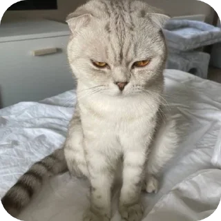🫥 emoji ˚✧₊⁎мазеллов @miitsski Telegram sticker 14 of 92