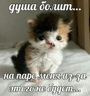 🌟 emoji Заебавшиеся коты 2 Telegram sticker 21 of 120