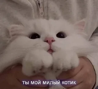 💓 emoji МИДАШКrrrrr Telegram sticker 19 of 45