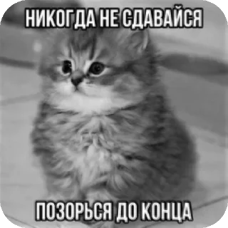 ☺ emoji Котики Telegram sticker 8 of 10