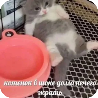 😟 emoji Котики Telegram sticker 9 of 10