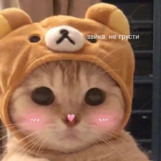Sticker from котики💗