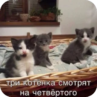 🥰 emoji Котики Telegram sticker 10 of 10
