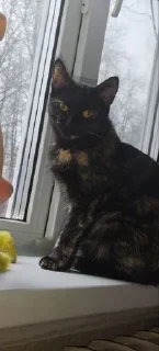 Sticker from Коты😺