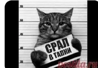 🌟 emoji Коты😺 Telegram sticker 9 of 10