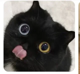 🌟 emoji Коты😺 Telegram sticker 6 of 10
