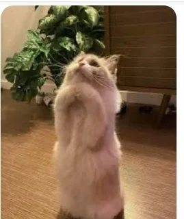 🌟 emoji Коты😺 Telegram sticker 5 of 10