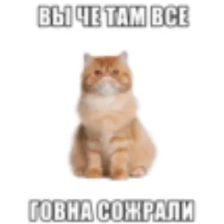 🐱 emoji Галава два уха 🤍 Telegram sticker 7 of 81