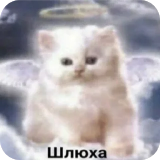 🐱 emoji Галава два уха 🤍 Telegram sticker 17 of 81