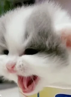 🤬 emoji коты флока. Telegram sticker 12 of 89