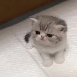 😡 emoji коты флока. Telegram sticker 18 of 89