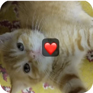 🌟 emoji Мушка и ее кенты Telegram sticker 23 of 65