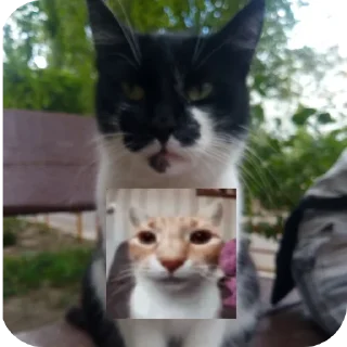 🌟 emoji Мушка и ее кенты Telegram sticker 20 of 65