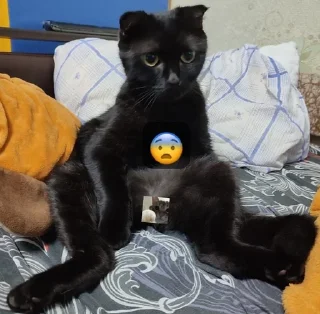 🌟 emoji Мушка и ее кенты Telegram sticker 19 of 65