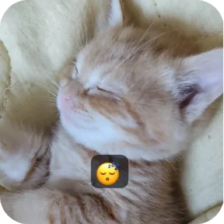🌟 emoji Мушка и ее кенты Telegram sticker 21 of 65