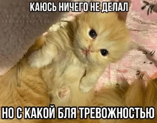 🌟 emoji Щп Telegram sticker 17 of 101
