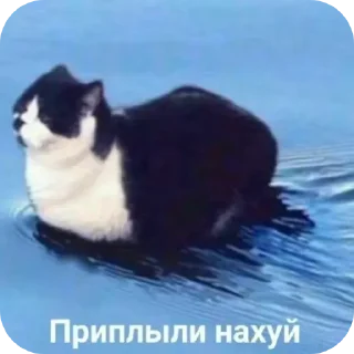 🐱 emoji Круто Telegram sticker 7 of 119