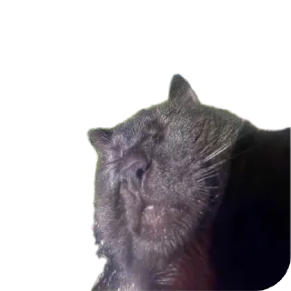 Sticker from Еблеты котов