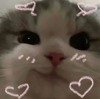 😉 emoji Lovecats Telegram sticker 10 of 39