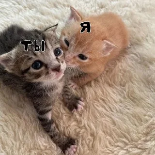 🌟 emoji я котик Telegram sticker 22 of 23