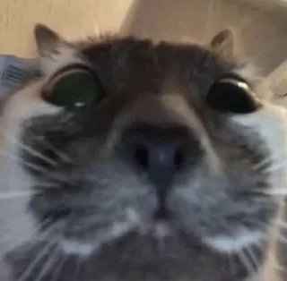 🤯 emoji я хочу анального секса Telegram sticker 13 of 90